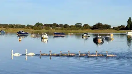 Bosham Harbour in the water
